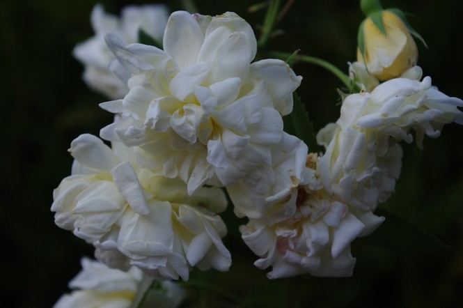tige portant des petites roses blanc-crème chiffonnées issue d'un rosier grimpant inconnu pour bouturage