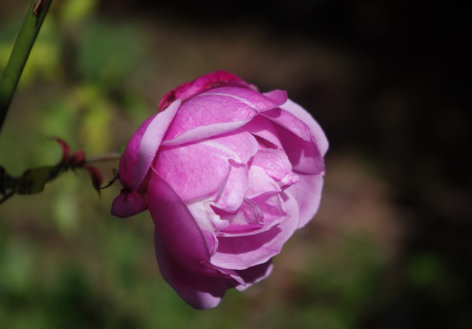 rose Old Blush, floraison mi-mars